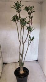 Planta Dobrada 3753 – 35cm – 03 anos - Imagem 5