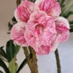 Planta Dobrada 3753 – 35cm – 03 anos