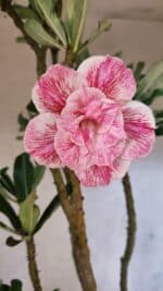 Planta Dobrada 3753 – 35cm – 03 anos