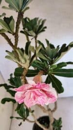 Planta Dobrada 3753 – 35cm – 03 anos - Imagem 4