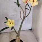 Planta Dobrada 3754 – 35cm – 03 anos