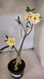 Planta Dobrada 3754 – 35cm – 03 anos