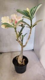 Planta Dobrada 3754 – 35cm – 03 anos - Imagem 10