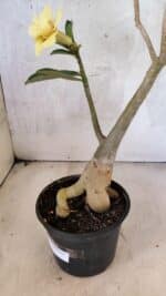 Planta Dobrada 3754 – 35cm – 03 anos - Imagem 9