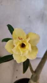 Planta Dobrada 3754 – 35cm – 03 anos - Imagem 3