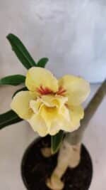 Planta Dobrada 3754 – 35cm – 03 anos - Imagem 4