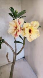 Planta Dobrada 3754 – 35cm – 03 anos - Imagem 5