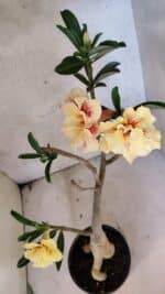 Planta Dobrada 3754 – 35cm – 03 anos - Imagem 7