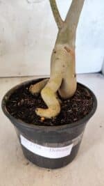 Planta Dobrada 3754 – 35cm – 03 anos - Imagem 6