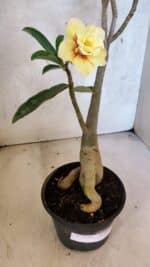 Planta Dobrada 3754 – 35cm – 03 anos - Imagem 12