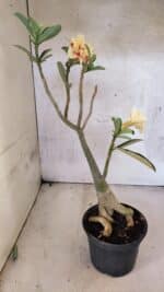 Planta Dobrada 3754 – 35cm – 03 anos - Imagem 11