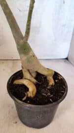 Planta Dobrada 3754 – 35cm – 03 anos - Imagem 8