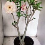 Planta Dobrada 3755 – 45cm – 04 anos