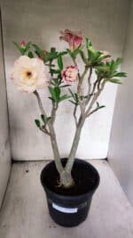 Planta Dobrada 3755 – 45cm – 04 anos