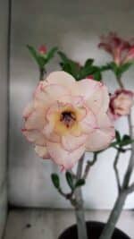 Planta Dobrada 3755 – 45cm – 04 anos - Imagem 3