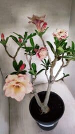 Planta Dobrada 3755 – 45cm – 04 anos - Imagem 4