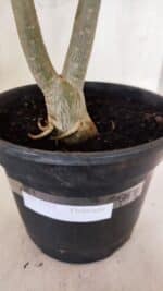 Planta Dobrada 3755 – 45cm – 04 anos - Imagem 8