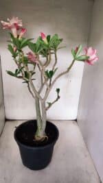 Planta Dobrada 3755 – 45cm – 04 anos - Imagem 7