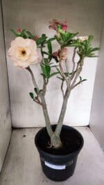 Planta Dobrada 3755 – 45cm – 04 anos - Imagem 5