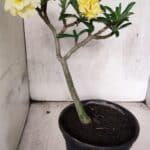 Planta Dobrada 3756 – 35cm – 03 anos