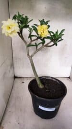 Planta Dobrada 3756 – 35cm – 03 anos