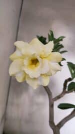 Planta Dobrada 3756 – 35cm – 03 anos - Imagem 10