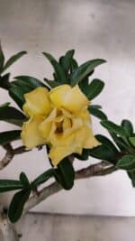 Planta Dobrada 3756 – 35cm – 03 anos - Imagem 3