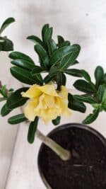 Planta Dobrada 3756 – 35cm – 03 anos - Imagem 6