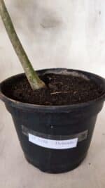 Planta Dobrada 3756 – 35cm – 03 anos - Imagem 9