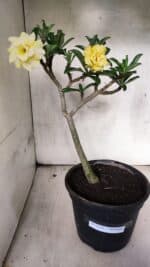 Planta Dobrada 3756 – 35cm – 03 anos - Imagem 8