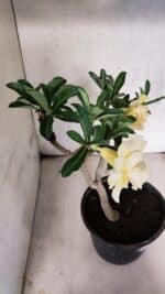 Planta Dobrada 3756 – 35cm – 03 anos - Imagem 5