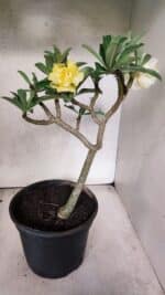 Planta Dobrada 3756 – 35cm – 03 anos - Imagem 7