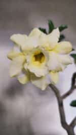 Planta Dobrada 3756 – 35cm – 03 anos - Imagem 4