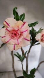 Planta Dobrada 3757 – 50cm – 04 anos - Imagem 5