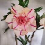 Planta Dobrada 3757 – 50cm – 04 anos