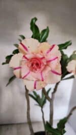 Planta Dobrada 3757 – 50cm – 04 anos