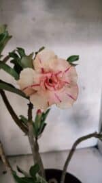 Planta Dobrada 3757 – 50cm – 04 anos - Imagem 4