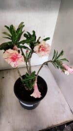 Planta Dobrada 3757 – 50cm – 04 anos - Imagem 6