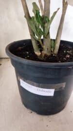 Planta Dobrada 3757 – 50cm – 04 anos - Imagem 9