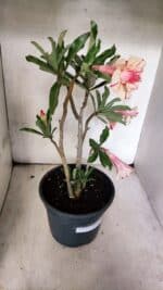 Planta Dobrada 3757 – 50cm – 04 anos - Imagem 8