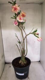 Planta Dobrada 3758 – 60cm – 04 anos - Imagem 2