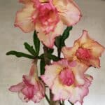 Planta Dobrada 3758 – 60cm – 04 anos