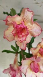 Planta Dobrada 3758 – 60cm – 04 anos - Imagem 3