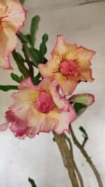 Planta Dobrada 3758 – 60cm – 04 anos - Imagem 5