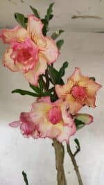 Planta Dobrada 3758 – 60cm – 04 anos - Imagem 6