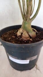 Planta Dobrada 3758 – 60cm – 04 anos - Imagem 10