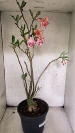 Planta Dobrada 3758 – 60cm – 04 anos - Imagem 9