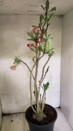 Planta Dobrada 3758 – 60cm – 04 anos - Imagem 8