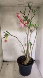 Planta Dobrada 3758 – 60cm – 04 anos - Imagem 7