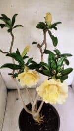 Planta Dobrada 3759 – 50cm – 04 anos - Imagem 5